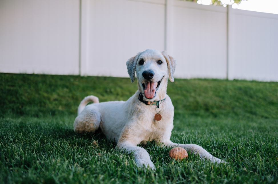 backyard-fence-for-dog